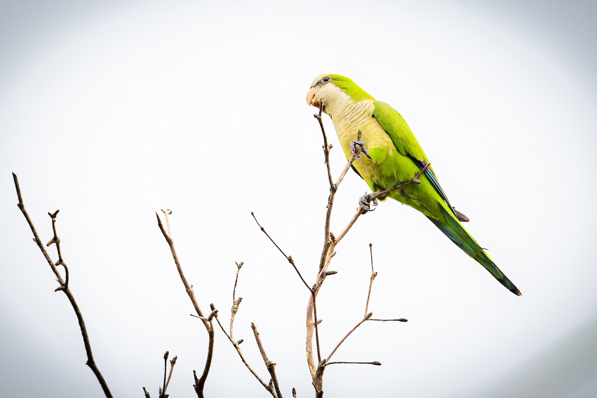 Monk Parakeet - ML614526506