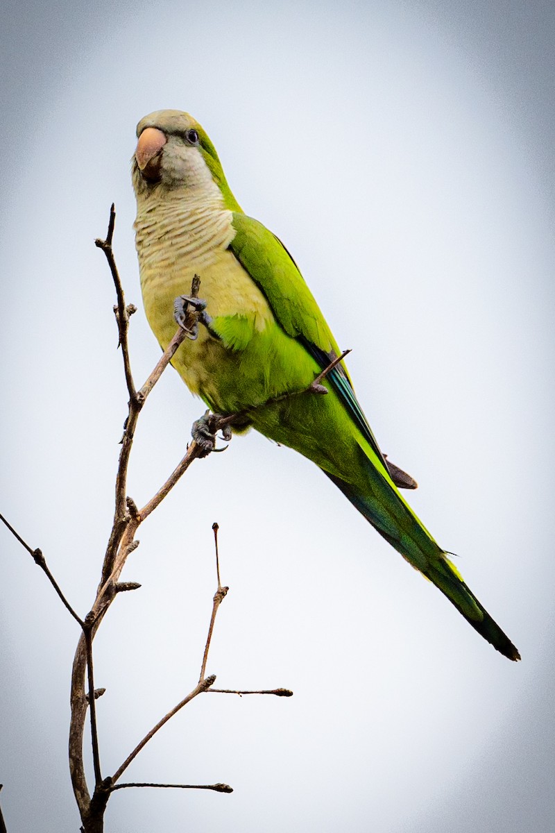 Monk Parakeet - ML614526507