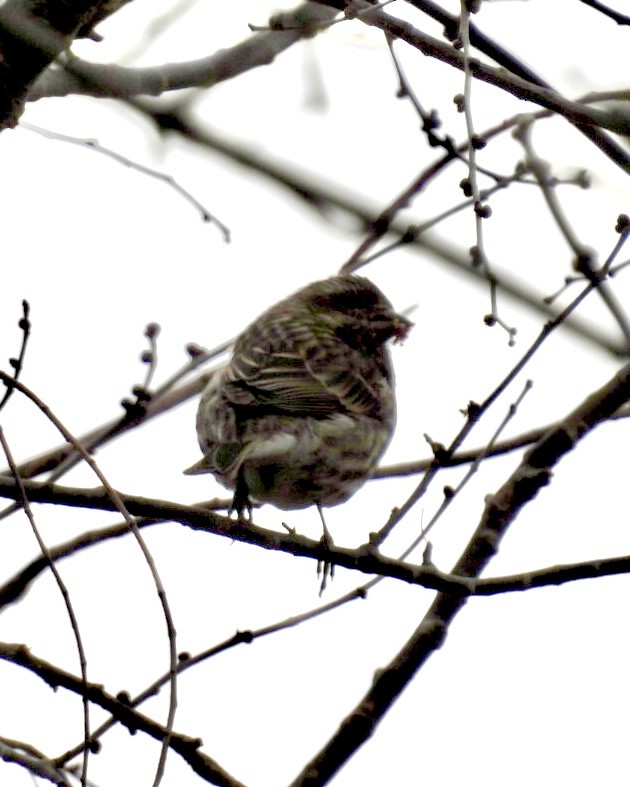 Purple Finch - ML614526545