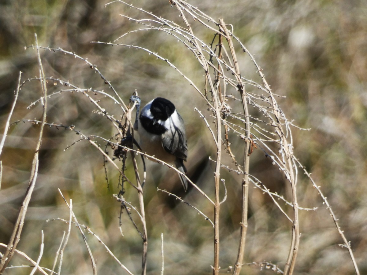 Carolina Chickadee - ML614526548