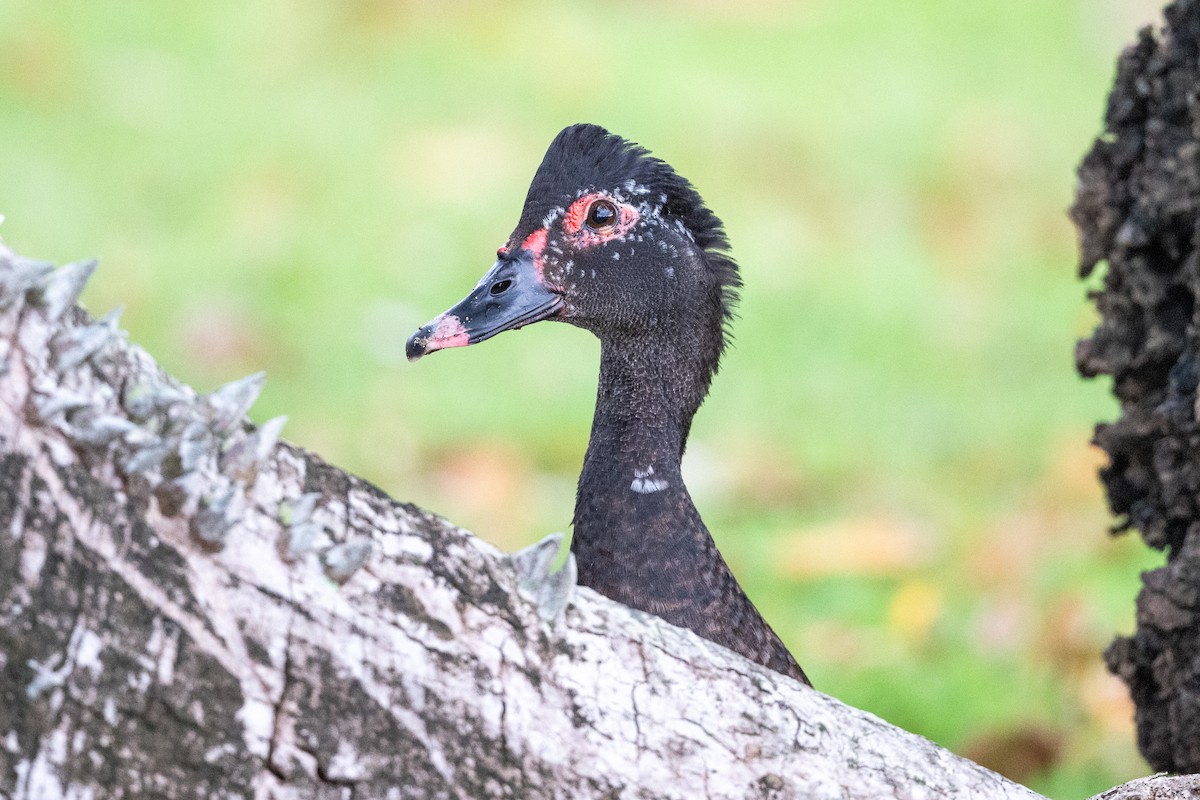 Muscovy Duck (Domestic type) - ML614526557