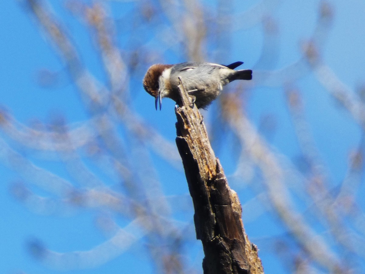 Brown-headed Nuthatch - ML614526567