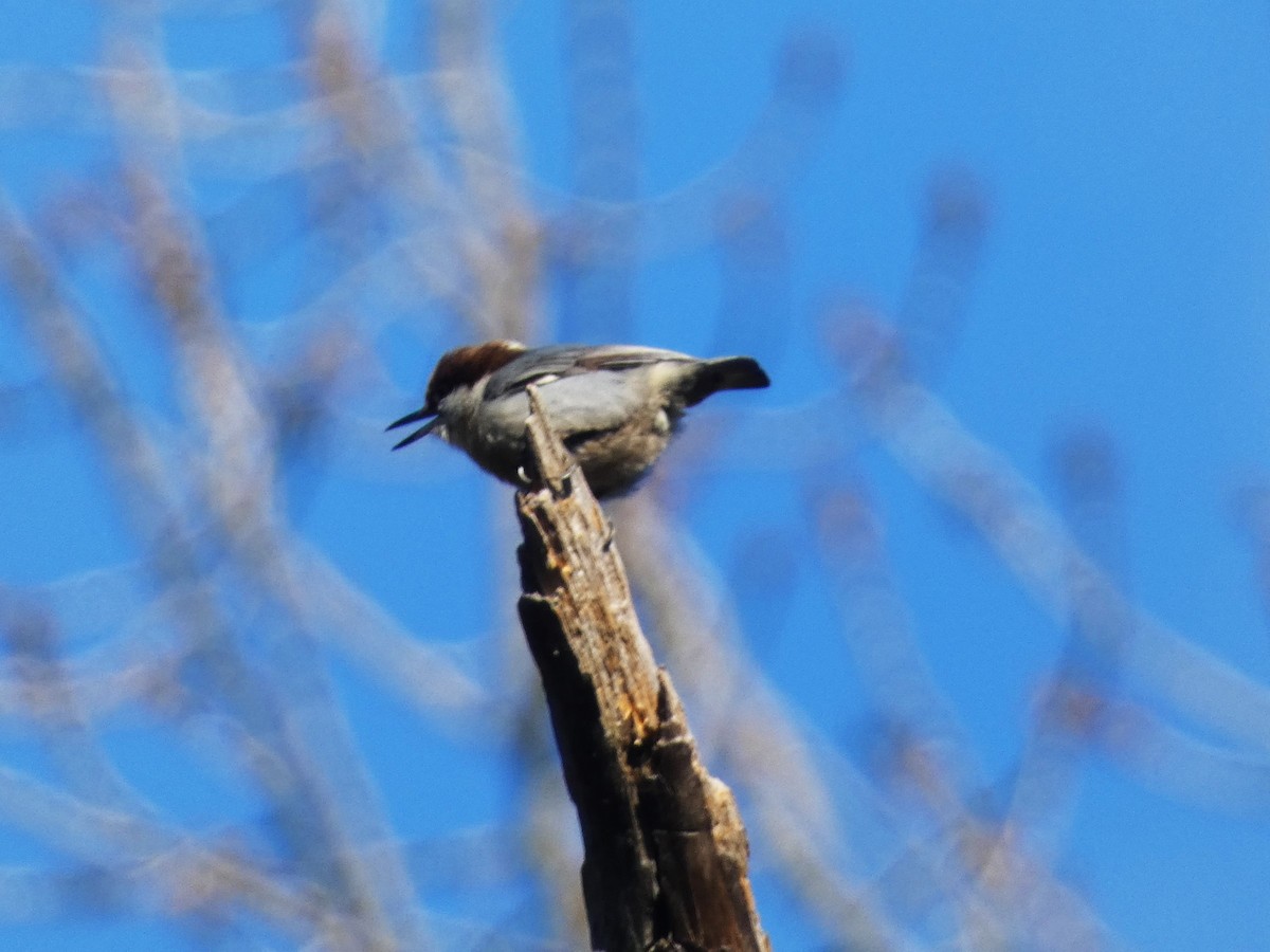 Brown-headed Nuthatch - ML614526569