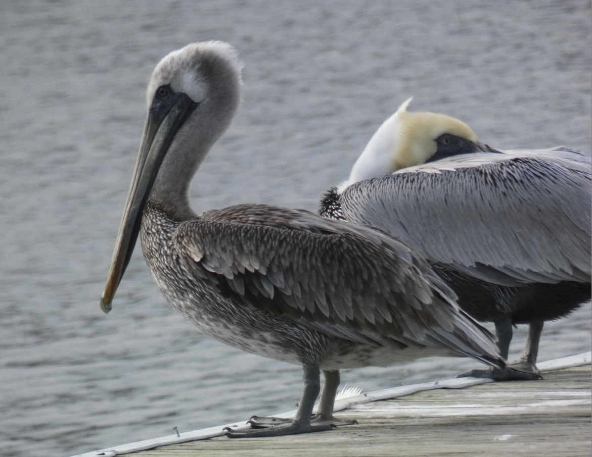 Brown Pelican - ML614526573