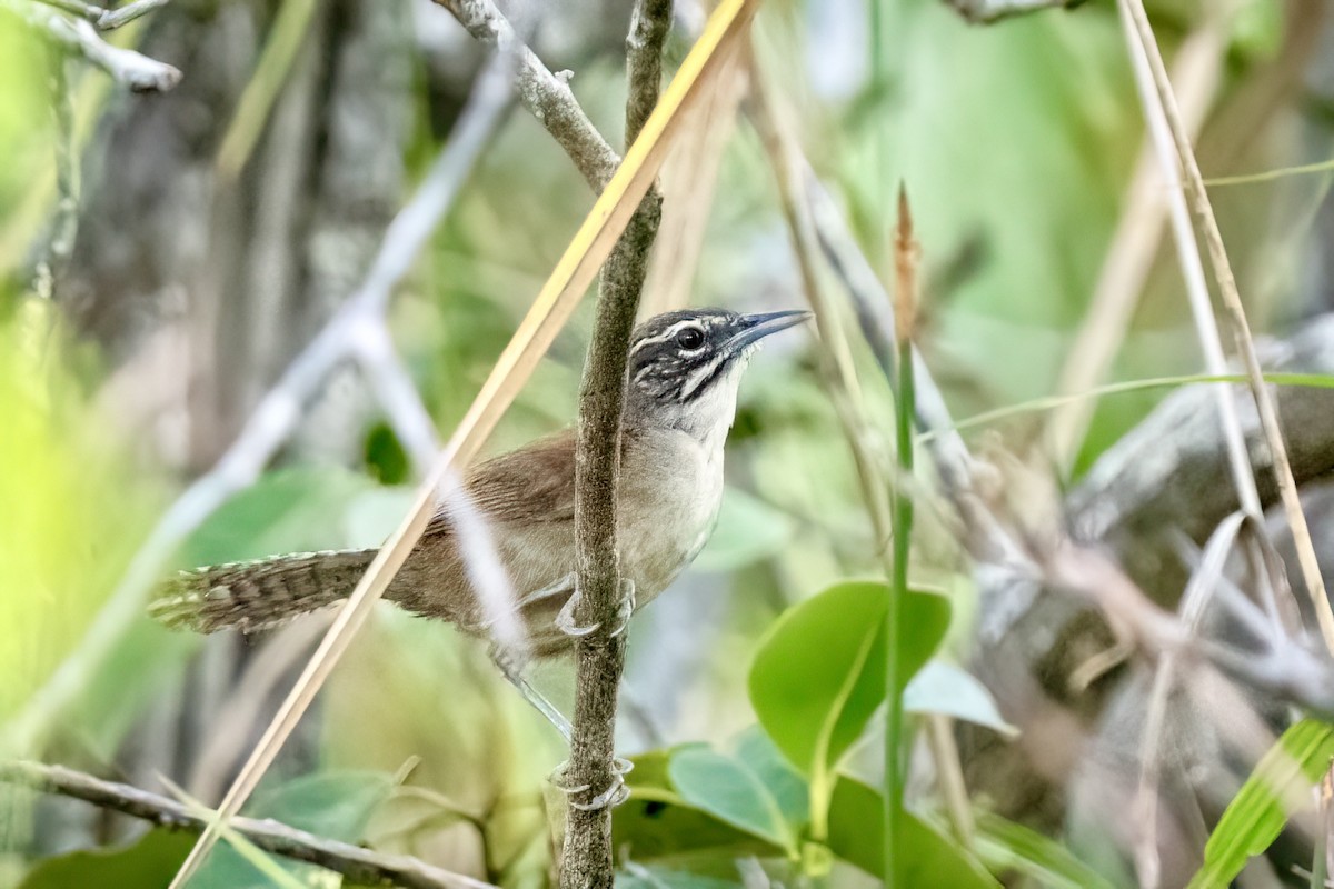 Moustached Wren - ML614526642