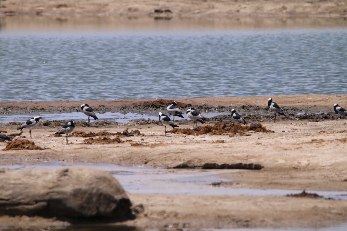 Blacksmith Lapwing - ML614526643