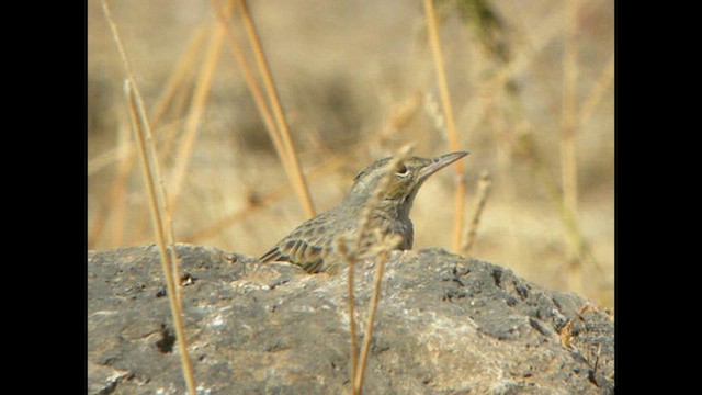 Pipit à long bec (arabicus) - ML614526718