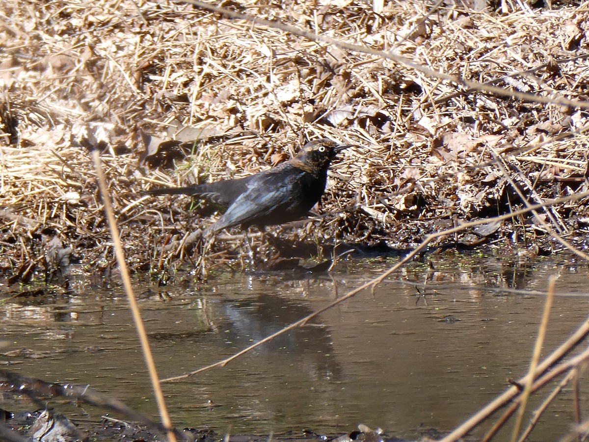 Rusty Blackbird - Deborah Woody