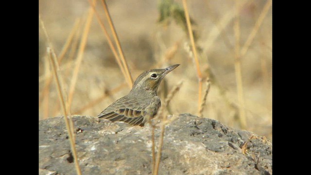 Pipit à long bec (arabicus) - ML614526726