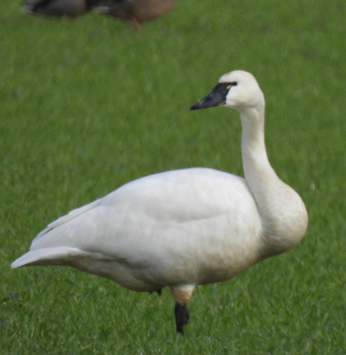 Tundra Swan - ML614526730