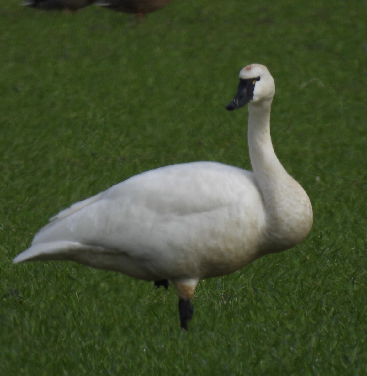 Cygne siffleur - ML614526731