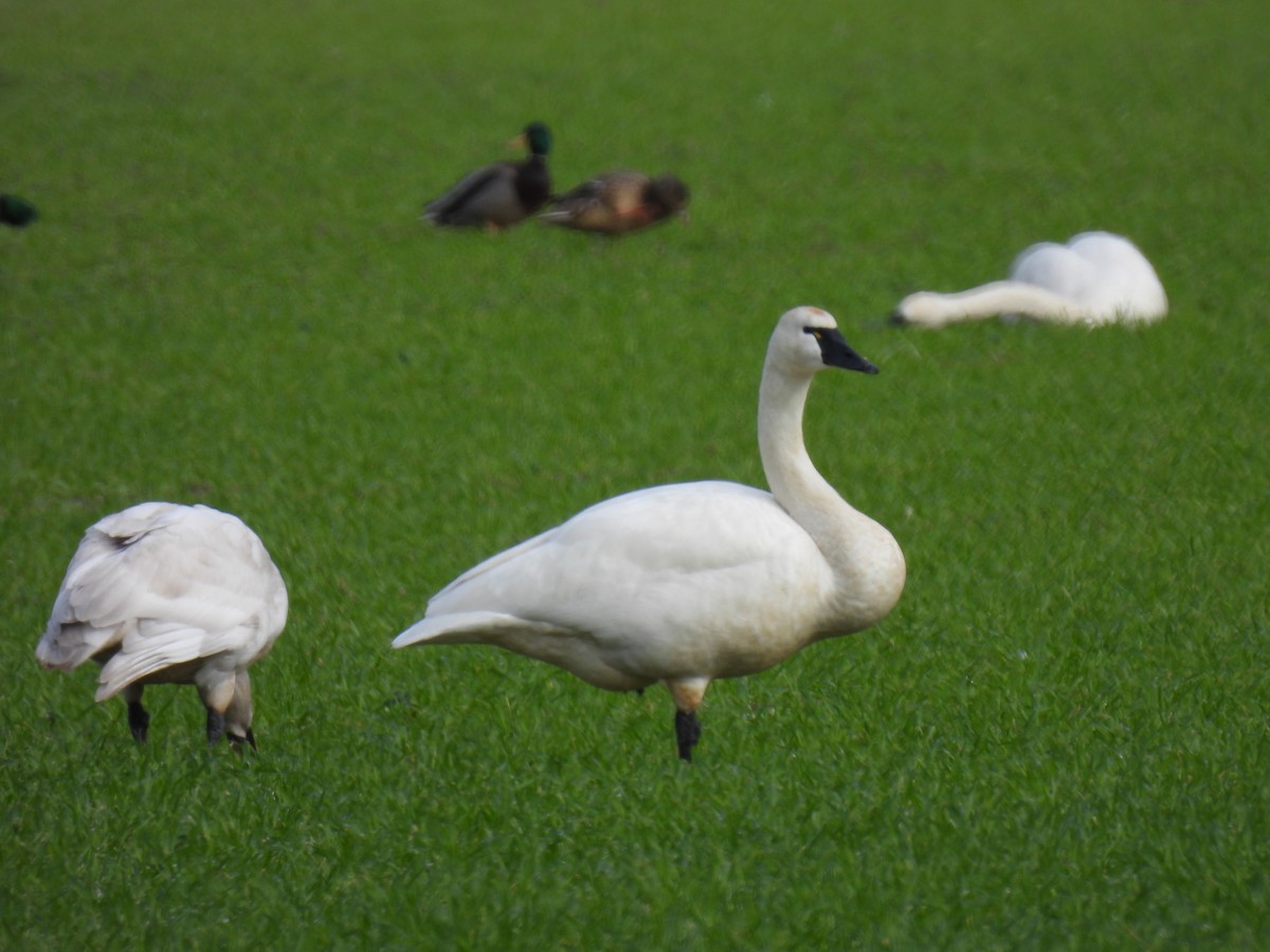 Tundra Swan - ML614526732