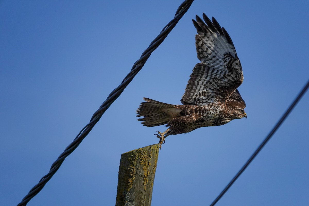 Common Buzzard - Derya Özkan