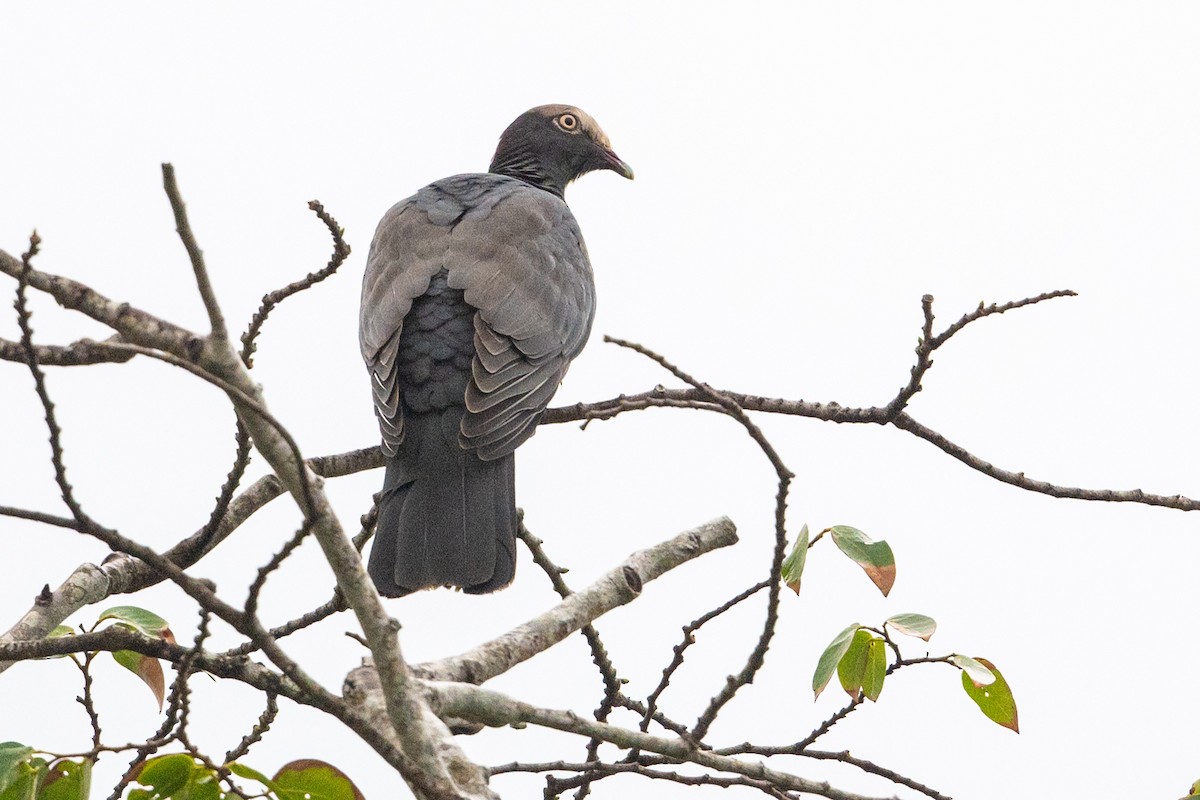 White-crowned Pigeon - ML614526754