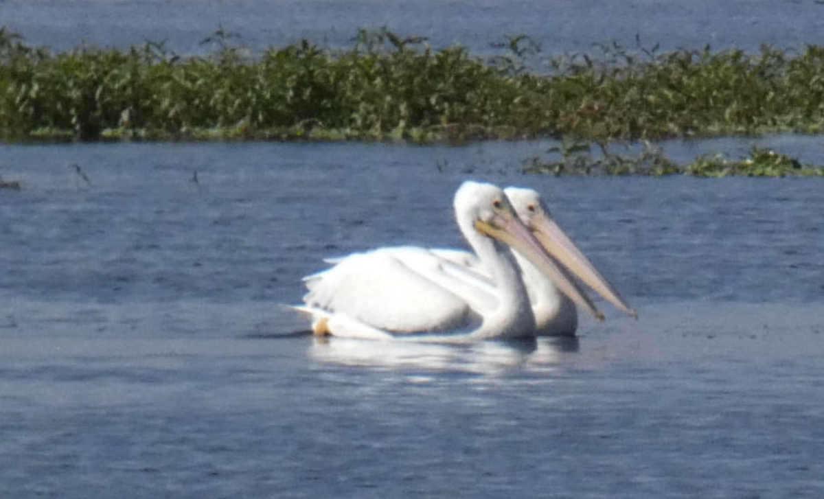 American White Pelican - ML614526777