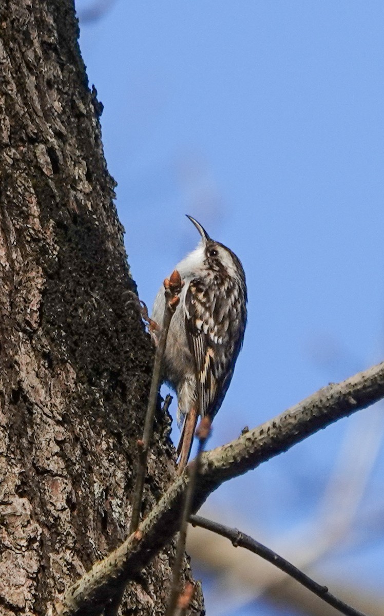 Short-toed Treecreeper - ML614526783