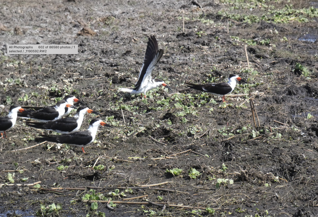 Black Skimmer - ML614526804