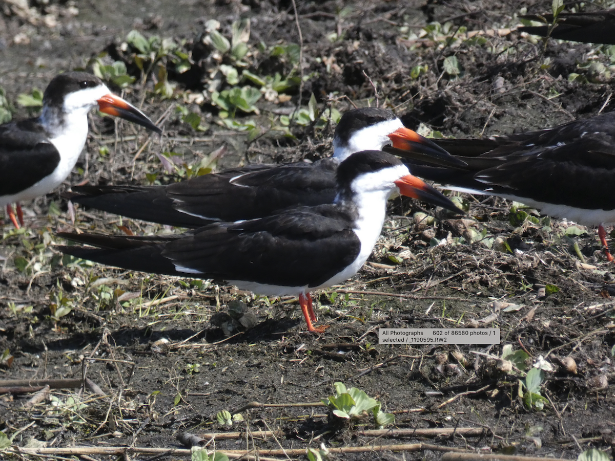 Black Skimmer - ML614526844