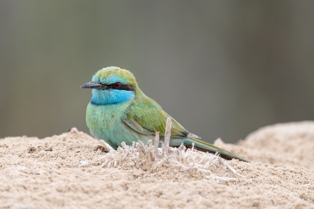 Arabian Green Bee-eater - ML614526845