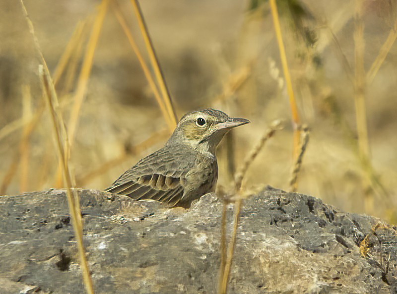 Long-billed Pipit (Arabian) - ML614526864