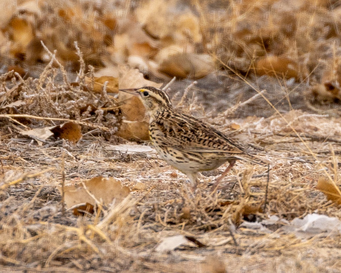 Western Meadowlark - Philip Kline