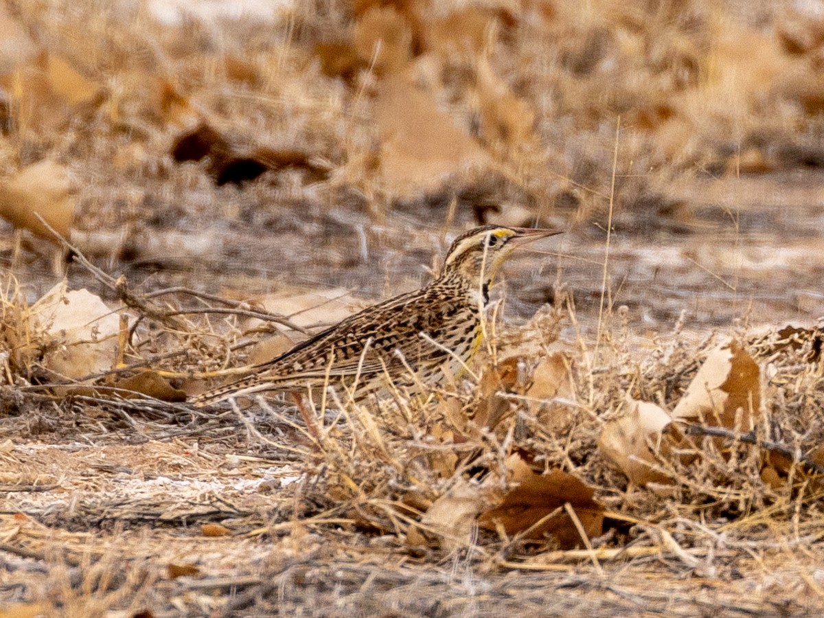 Western Meadowlark - Philip Kline