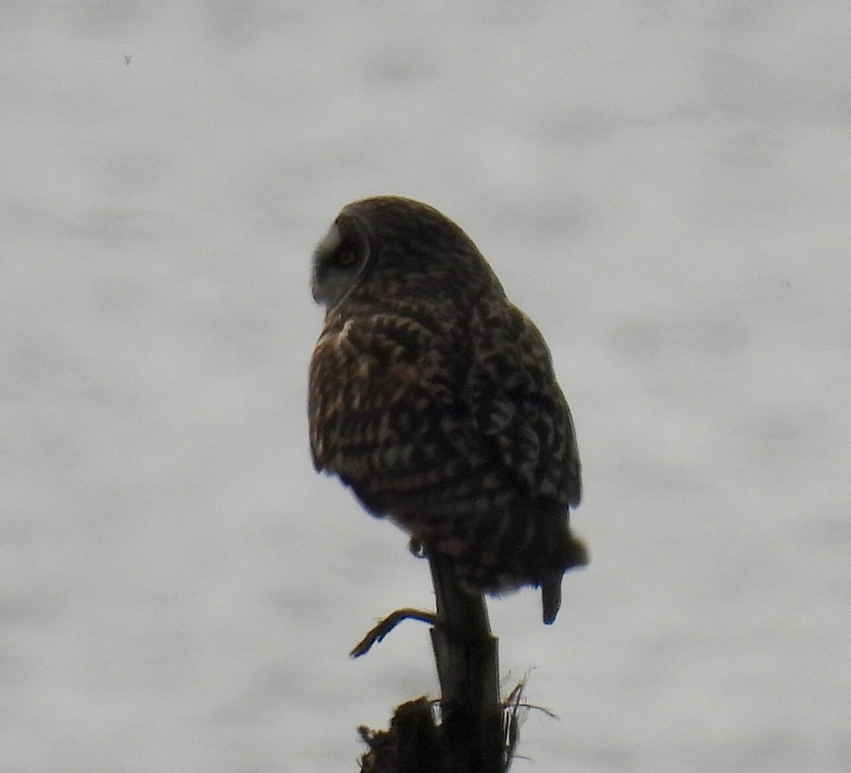 Short-eared Owl - ML614526880