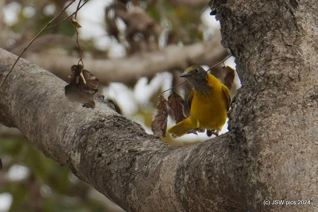 Black-hooded Oriole - ML614526930