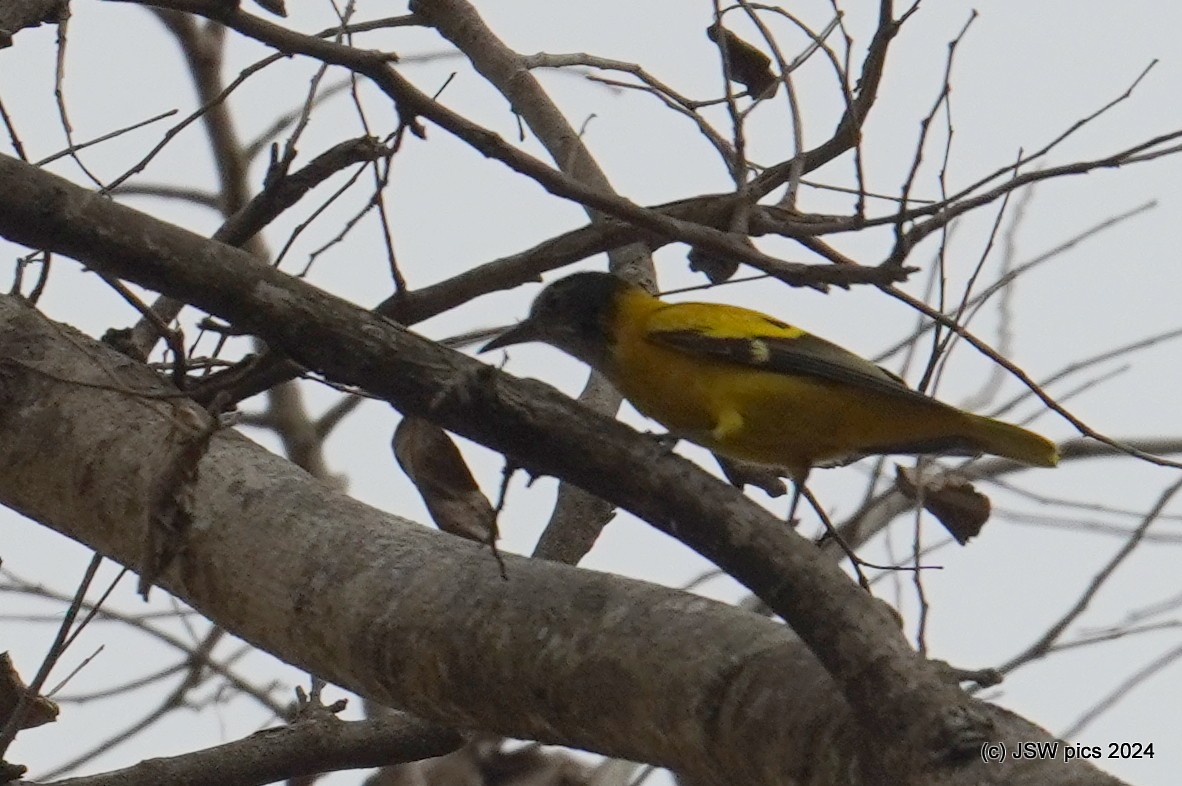 Black-hooded Oriole - ML614526931