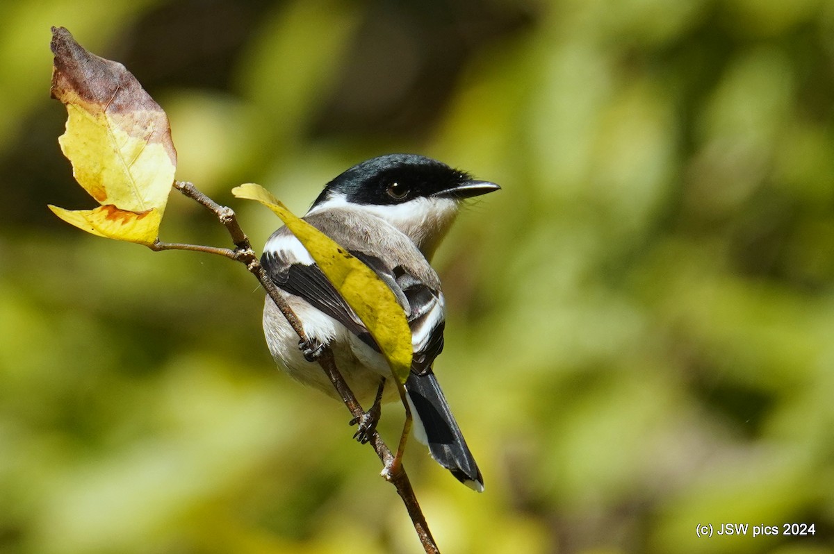 Bar-winged Flycatcher-shrike - ML614526936