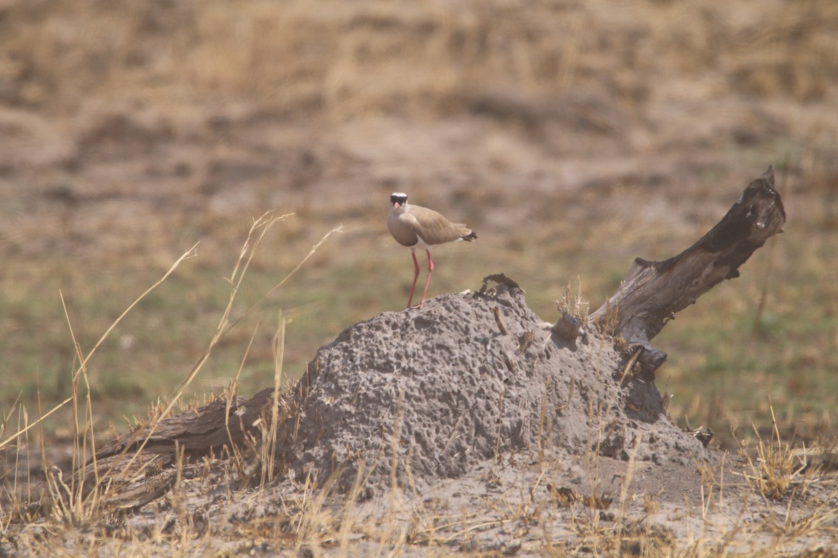 Crowned Lapwing - ML614526938