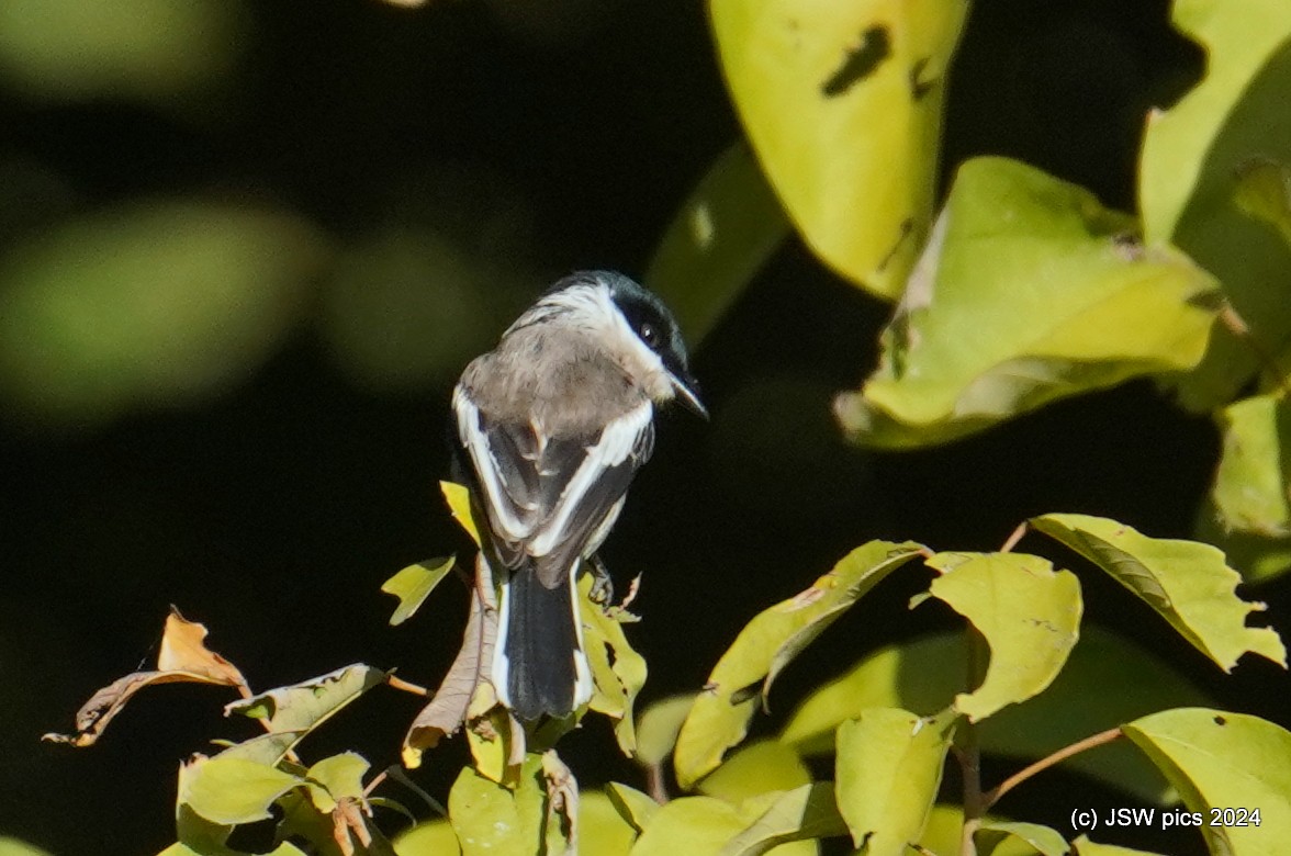 Bar-winged Flycatcher-shrike - ML614526941