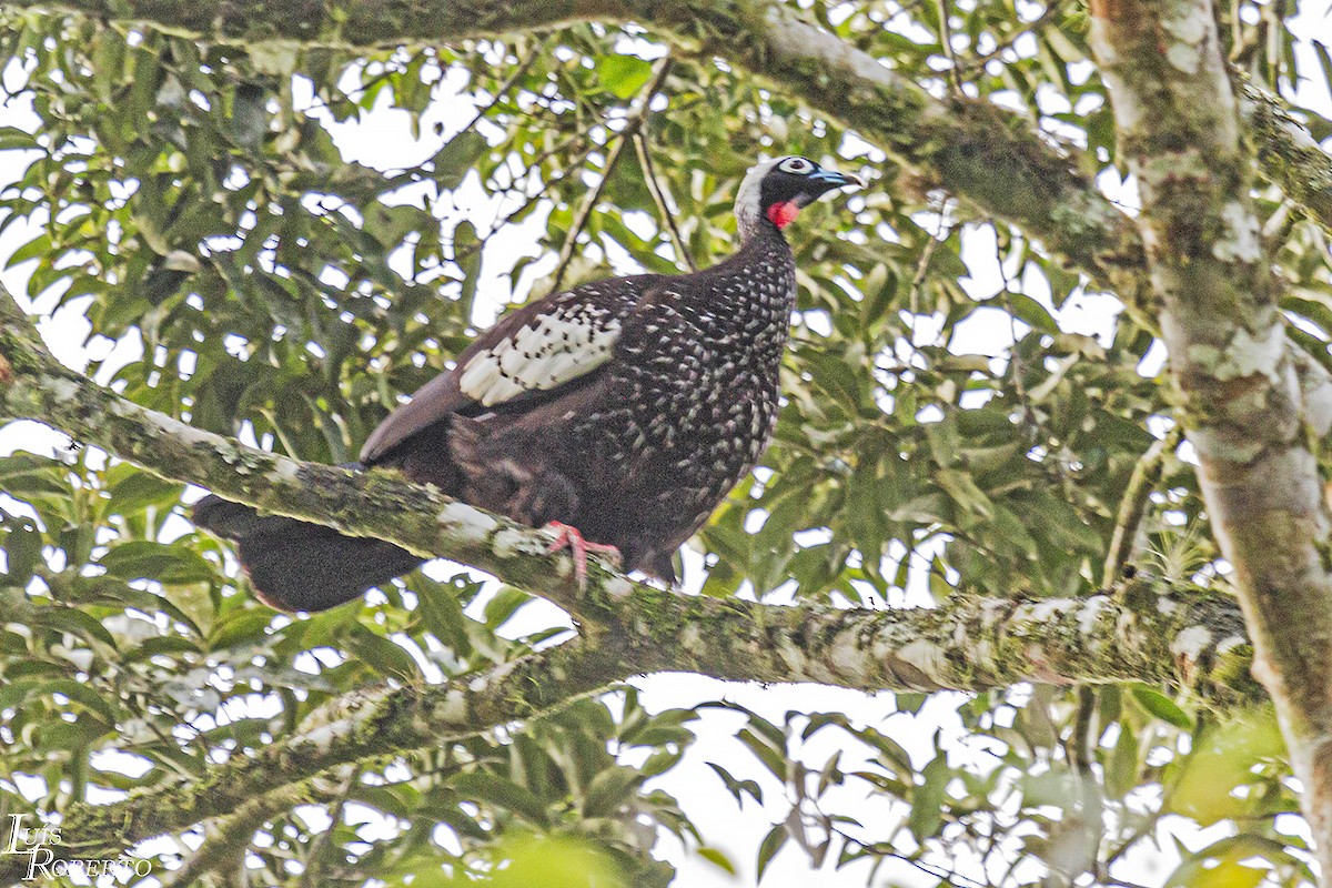 Black-fronted Piping-Guan - ML614526994