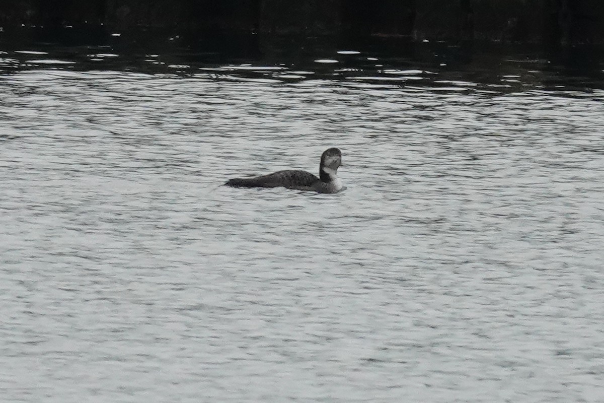 Common Loon - ML614527022
