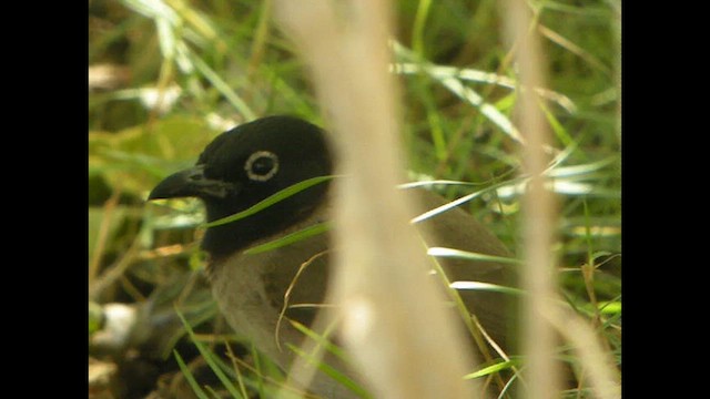 White-spectacled Bulbul - ML614527077