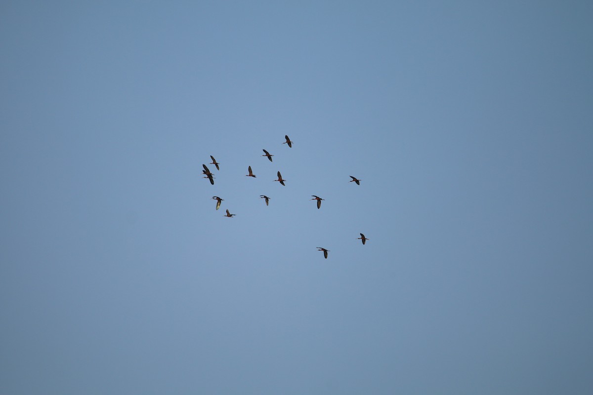 Glossy Ibis - ML614527100