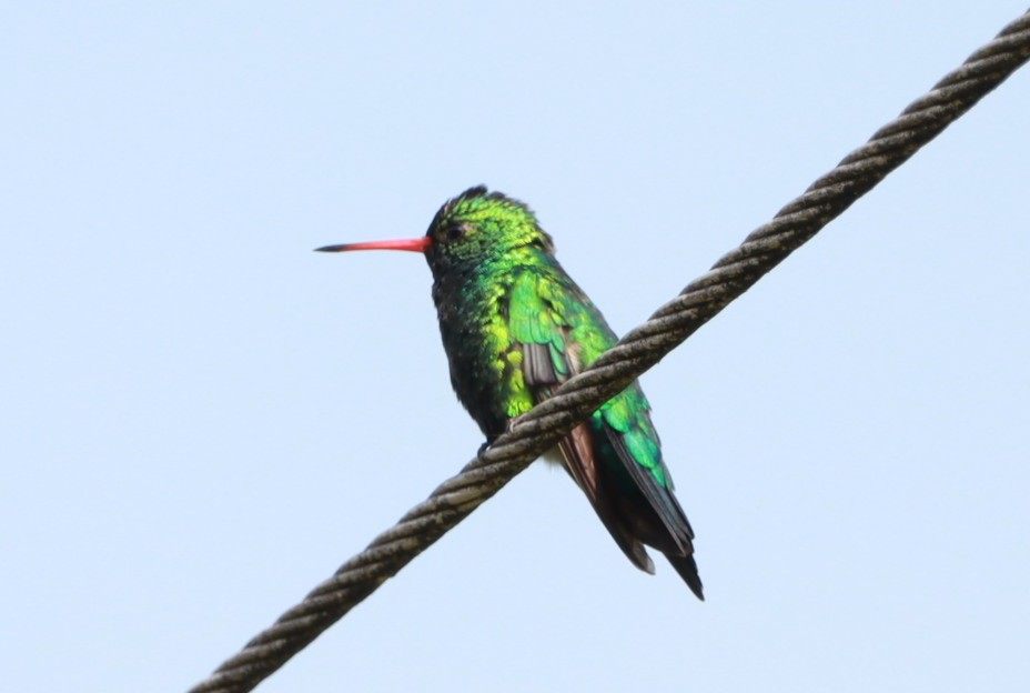kolibřík lesklobřichý - ML614527141