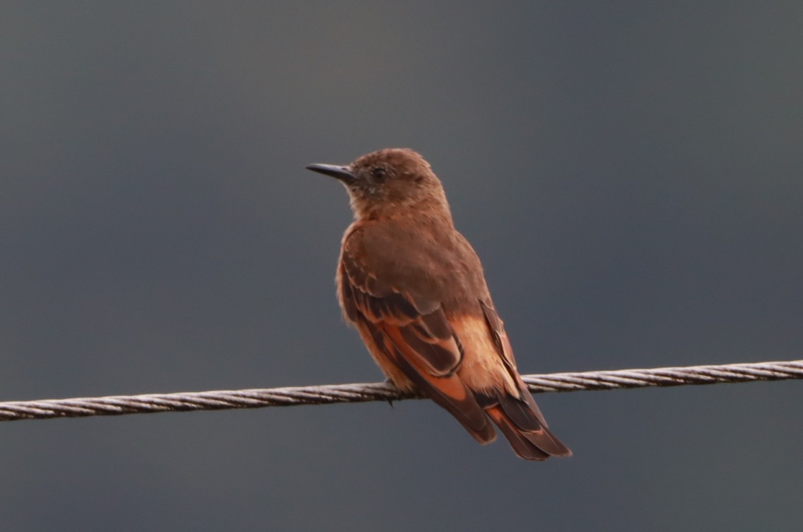 Cliff Flycatcher - João Paulo Durante