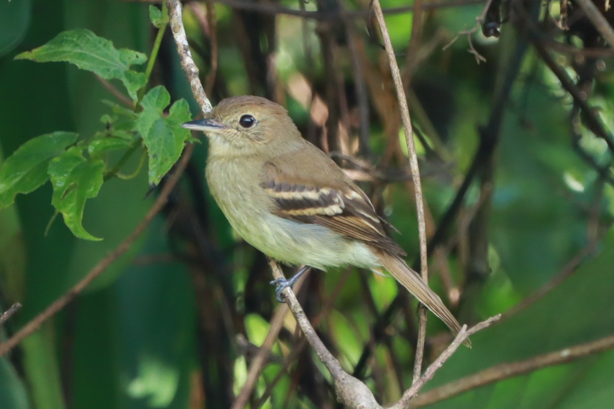 Euler's Flycatcher - ML614527173