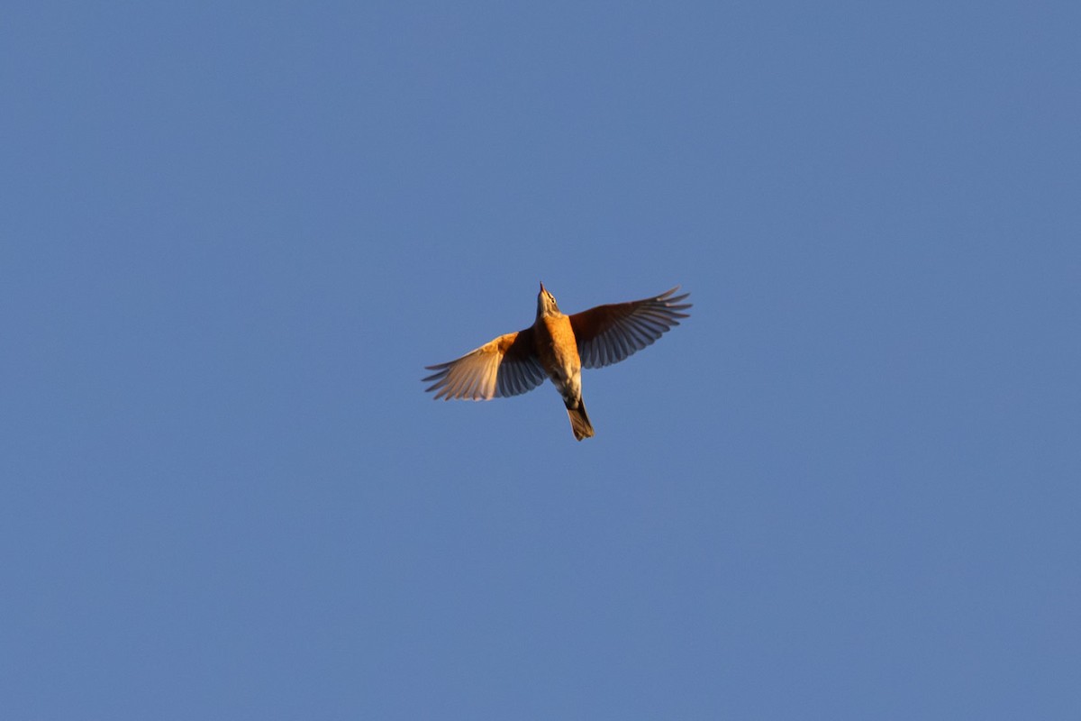 American Robin - ML614527226