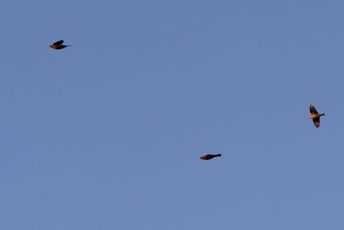 Red-winged Blackbird (Red-winged) - ML614527228