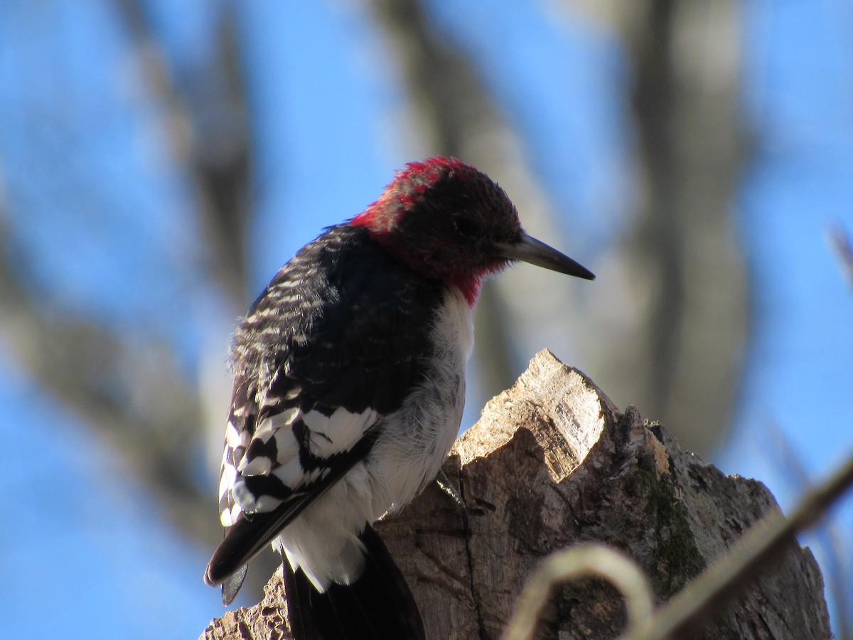 Red-headed Woodpecker - ML614527229