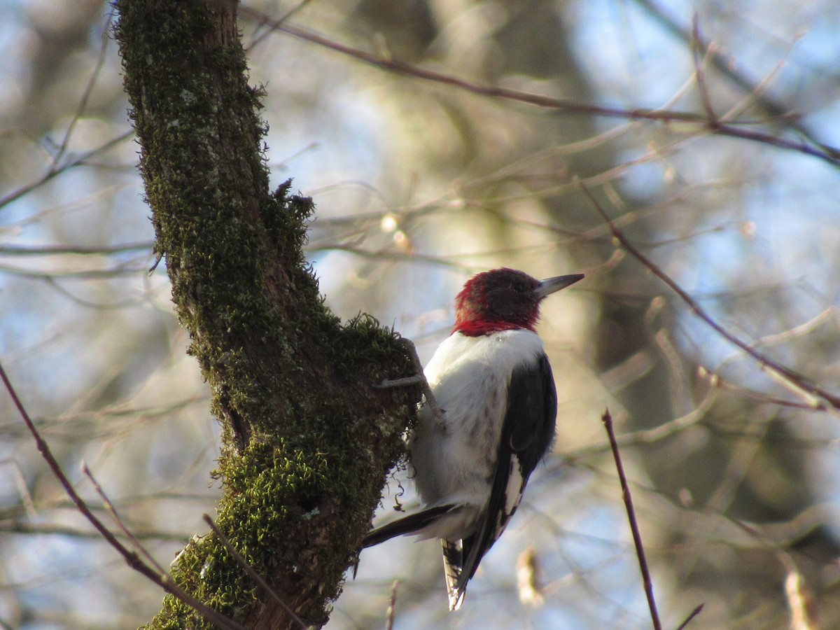 Red-headed Woodpecker - ML614527234