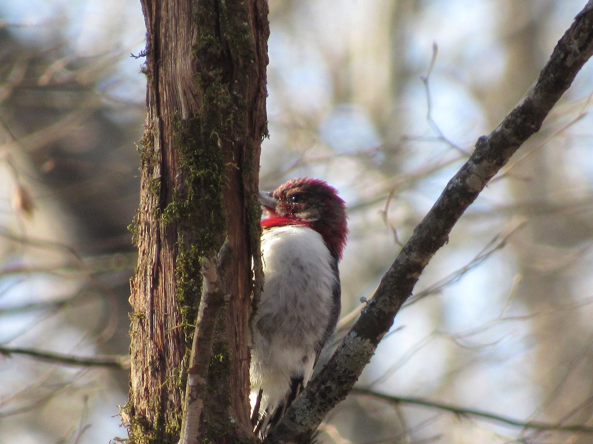 Red-headed Woodpecker - ML614527237