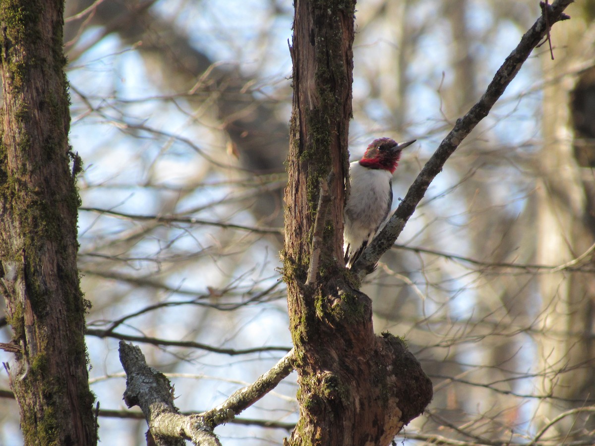 Red-headed Woodpecker - ML614527241