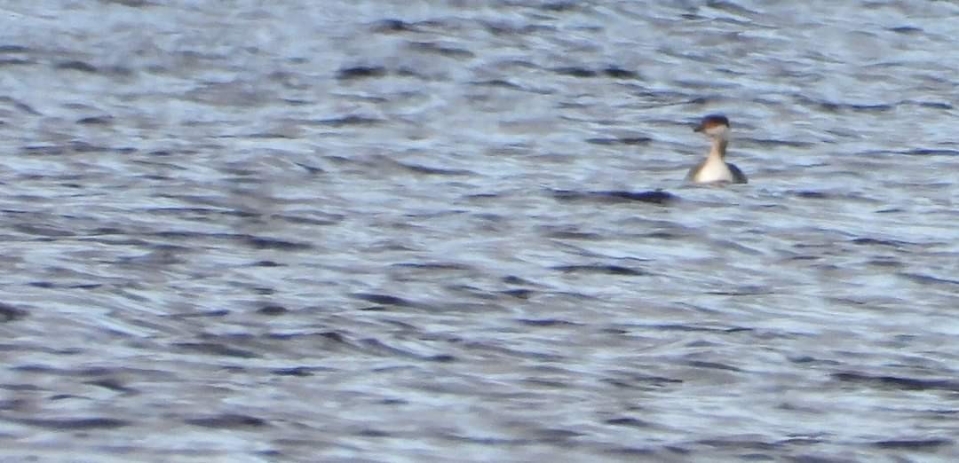 Horned Grebe - ML614527247