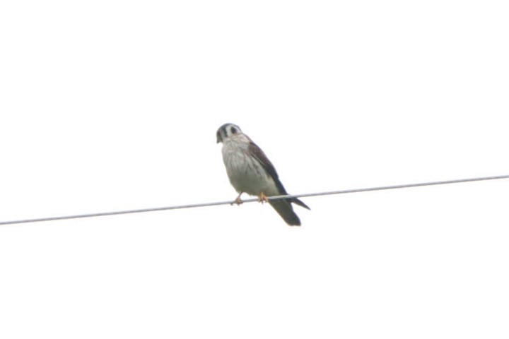 American Kestrel - ML614527263