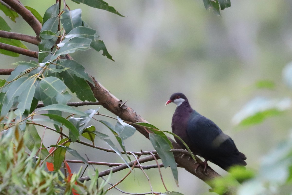 Metallic Pigeon - ML614527424