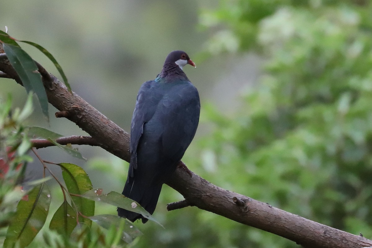 Metallic Pigeon - ML614527425