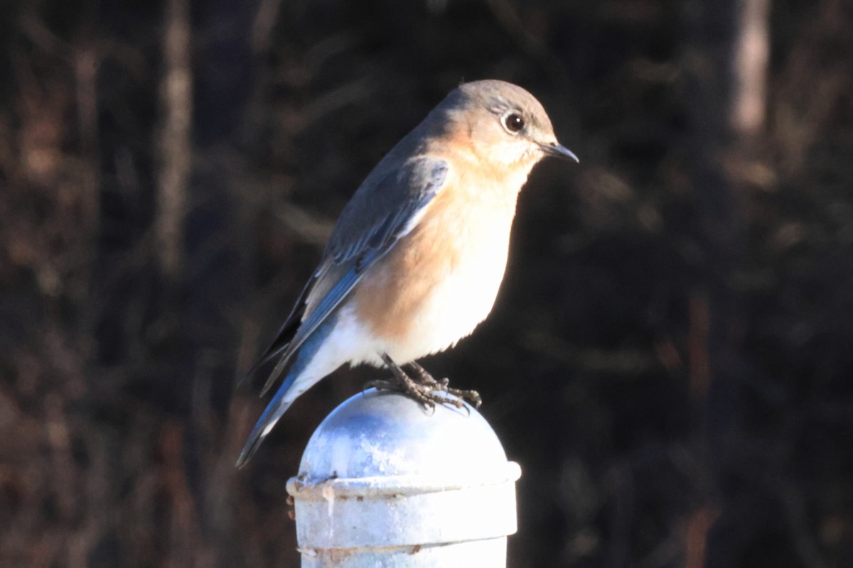 Eastern Bluebird - ML614527431